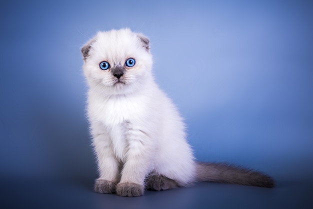 Cute scottish fold shorthair silver color point kitten with blue eyes.