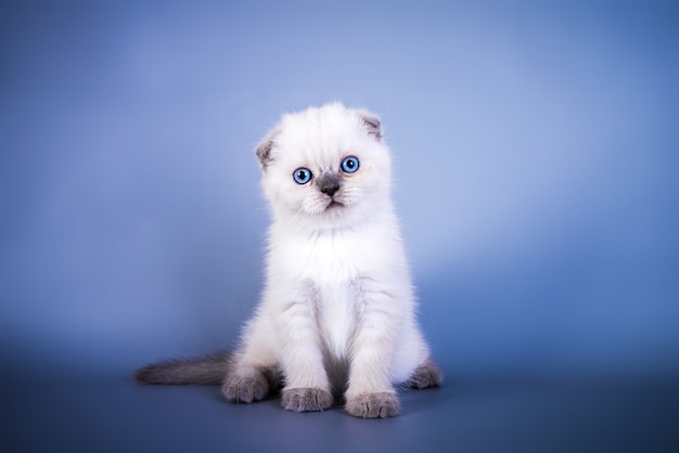 Cute scottish fold shorthair silver color point kitten with blue eyes.