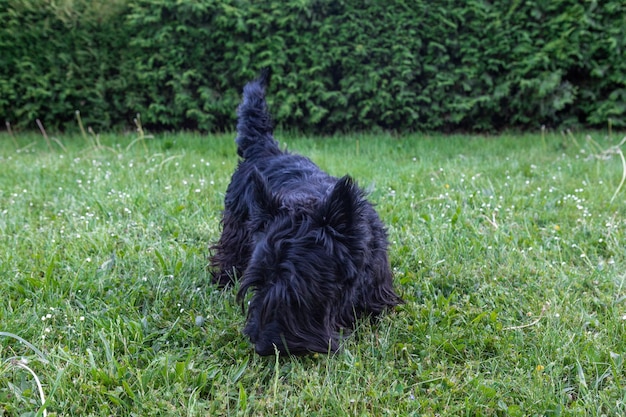 cute scottish terrier with long regrown hair resting on the grass