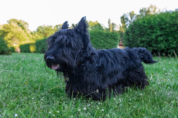 cute scottish terrier with long regrown hair resting on the grass