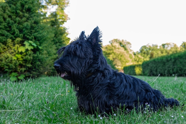 cute scottish terrier with long regrown hair resting on the grass