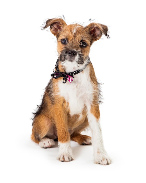 Cute Scruffy TriColor Puppy Sitting on White