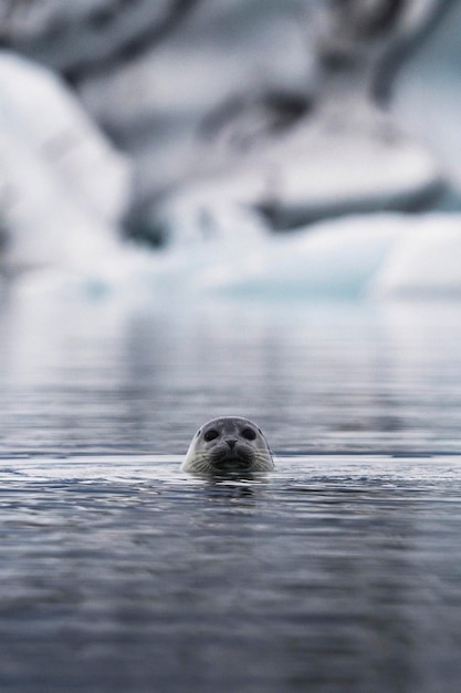 Simpatica foca che gioca nella laguna glaciale, islanda Foto Premium