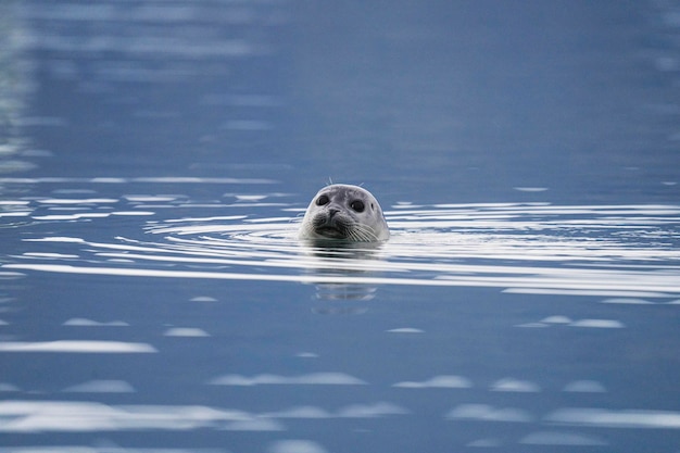 写真 アイスランドの氷河ラグーンで遊ぶかわいいアザラシ