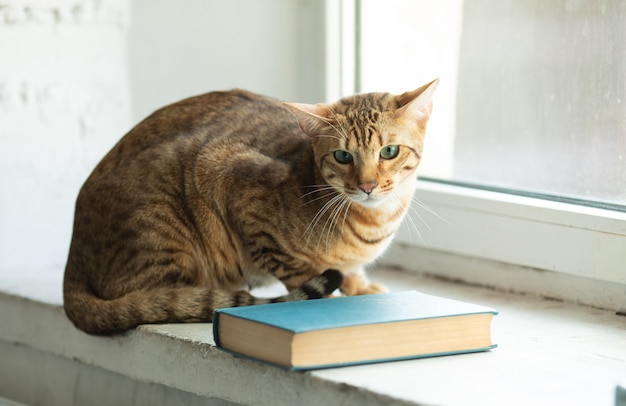 A cute Serengeti cat lies on the windowsill