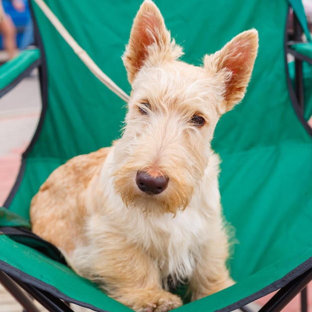 かわいい深刻なウィート犬スコティッシュ ・ テリアの品種