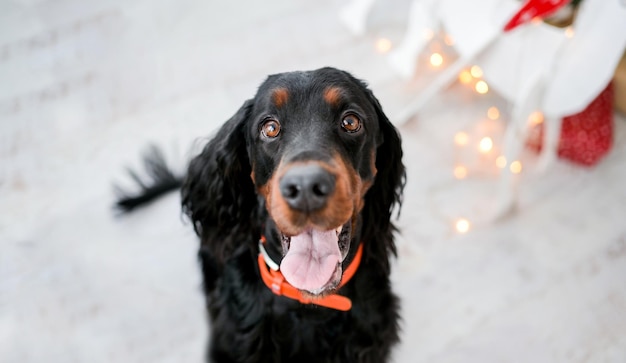 クリスマスの時期にかわいいセッター犬が床に座り、背景にお祭りのクリスマスライトがあり、見ている