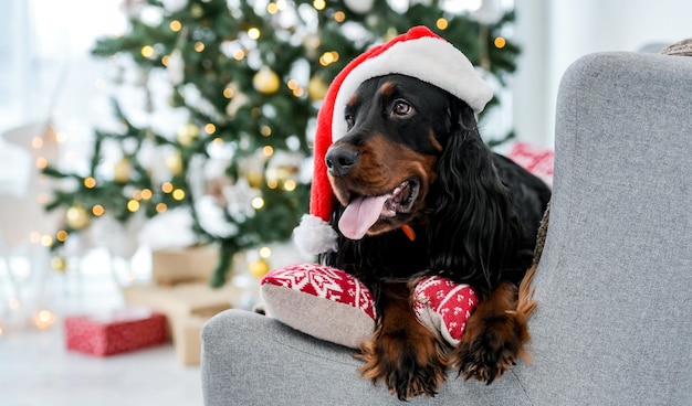 Cute setter dog in christmas time wearing santa hat lying on sofa with festive tree on background in