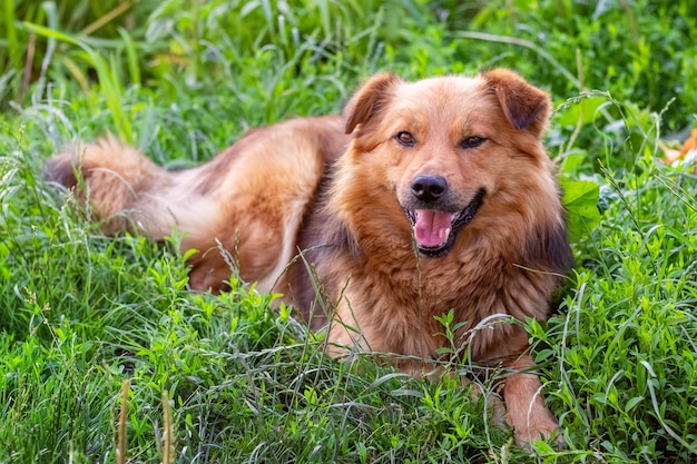 緑の草に横たわっている口を開けてかわいい毛むくじゃらの犬