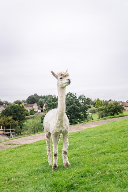 イギリスの田舎でかわいい毛むくじゃらのラマ