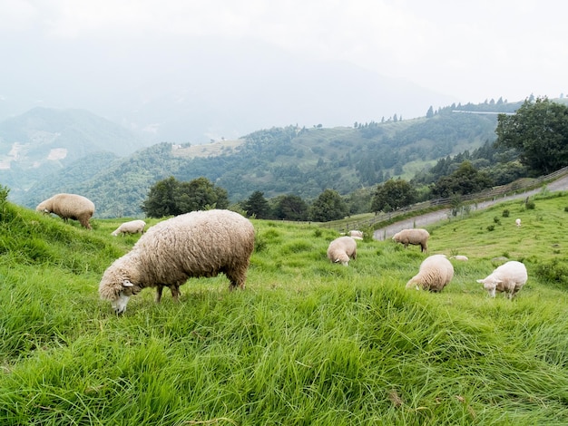 Cute sheep in Cingjing farm