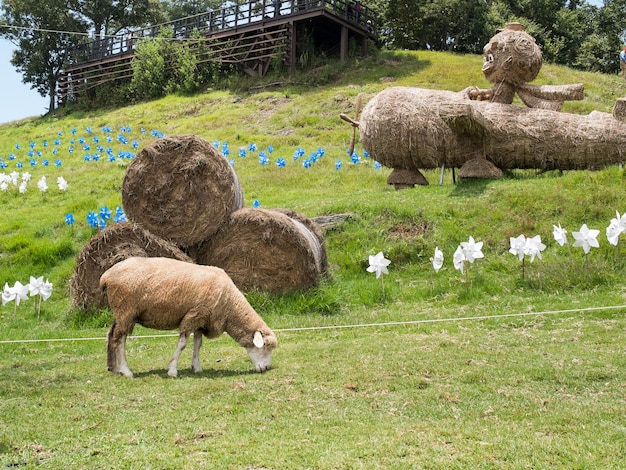 Photo cute sheep in cingjing farm