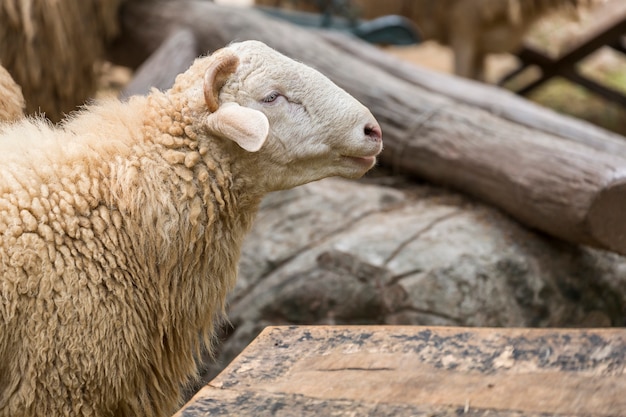 Cute sheep on a farm. Happy sheep in the paddock.