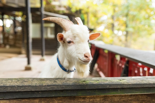 Cute sheep in farm