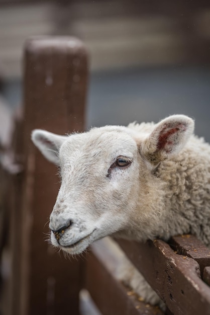 Cute sheep on the farm