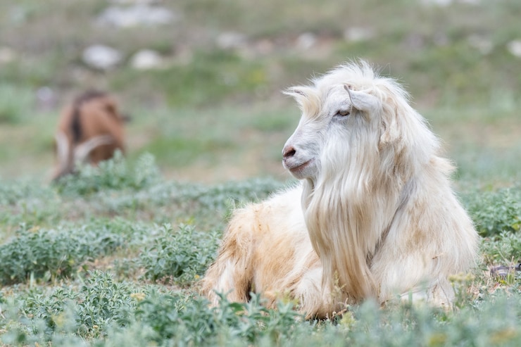 Photo 田舎の緑の牧草地のかわいい羊。動物の肖像画。