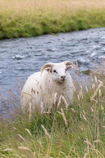 Cute sheep in Iceland.