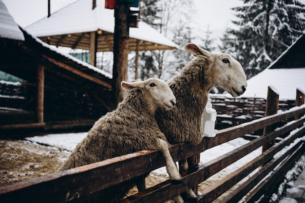 cute sheep near the fence covered with snow. winter in the Ukrainian Carpathians