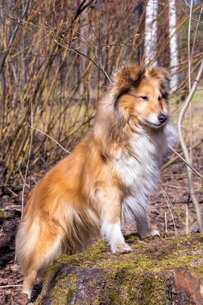 Cute sheltie in the forest