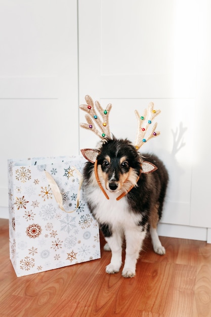 Cute shelty puppy with Christmas deer horns