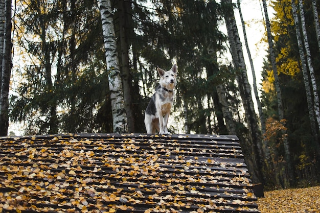 Cute shepherd dog in autumn leaves