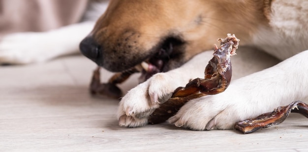 cute shepherd dog eating dry beef snack at rug at home