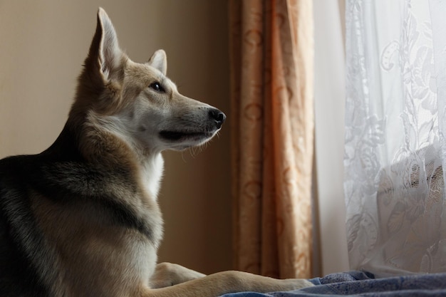 Cute shepherd dog looking out window inside the house