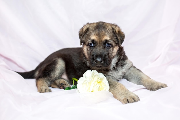 A cute shepherd puppy lies on a light background