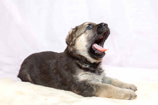 かわいい羊飼いの子犬は明るい背景に横たわっています