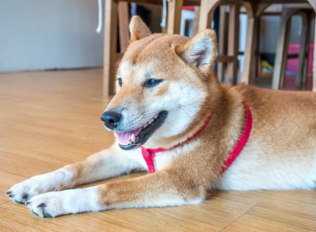 床にかわいい柴犬