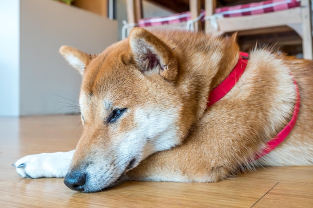 写真 床にかわいい柴犬