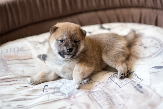 Cute Shiba Inu puppy dog