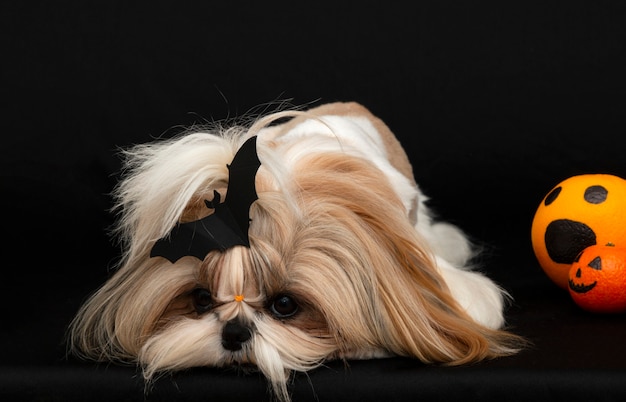 Un simpatico cane shih tzu con agrumi di halloween