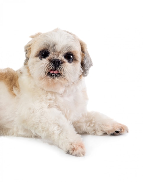 床に座って舌を突き出してかわいいシーズー犬