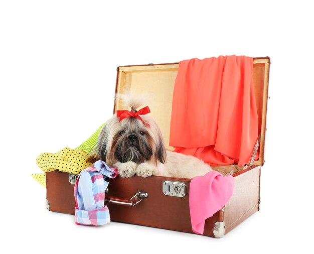 Cute Shih Tzu in suitcase with clothes isolated on white