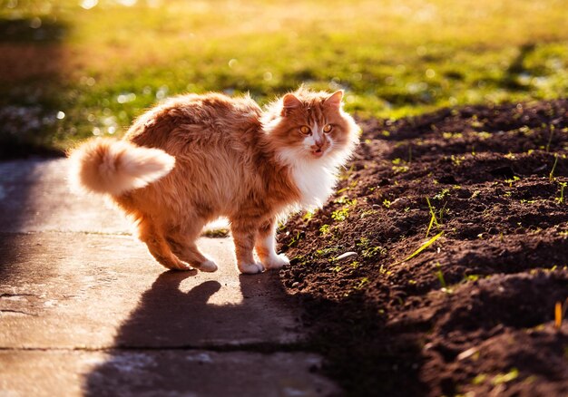 Cute shocked cat spring time red cat