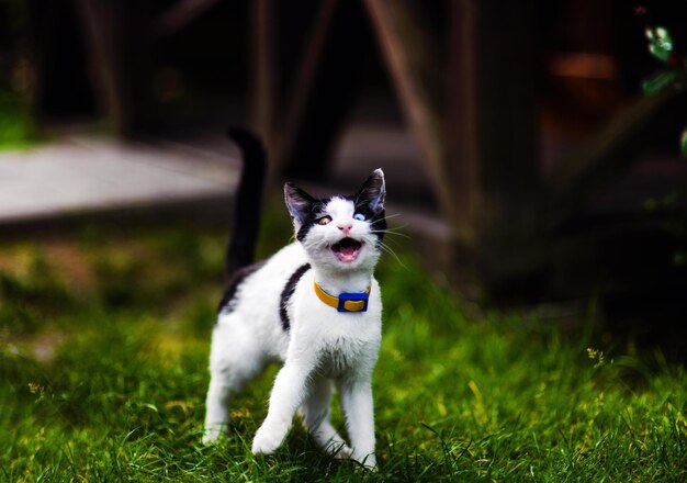 Cute shocked cat with different colored eyes