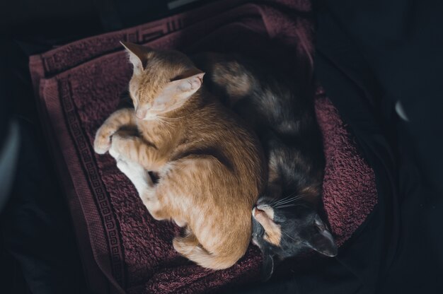 귀여운 짧은 머리 아시아 고양이 고양이