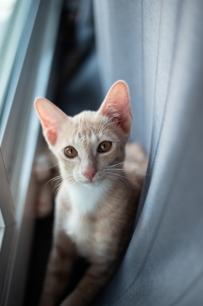 かわいい短い髪のアジアの子猫猫