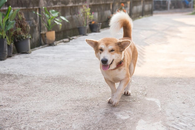 コンクリートの道を歩くかわいい短い脚の犬