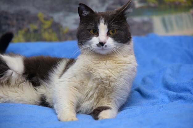 Cute shorthair gray and white cat close up