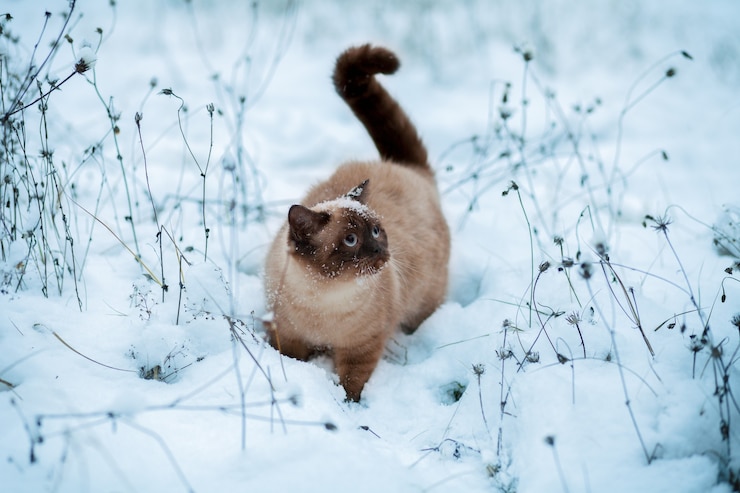 Фотография милая сиамская кошка гуляет по снегу