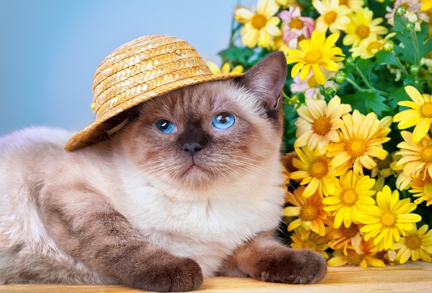 Cute siamese kitten wearing straw hat