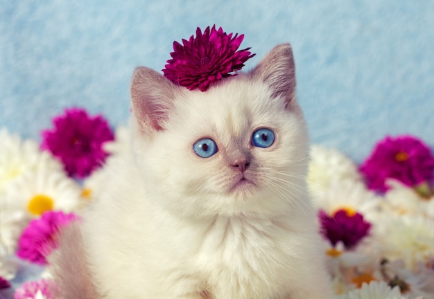 Cute siamese little kitten in flowers