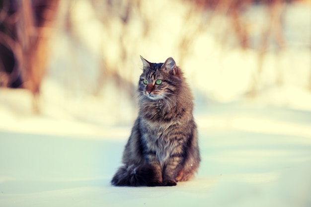 Cute siberian cat relaxing outdoors on the snow