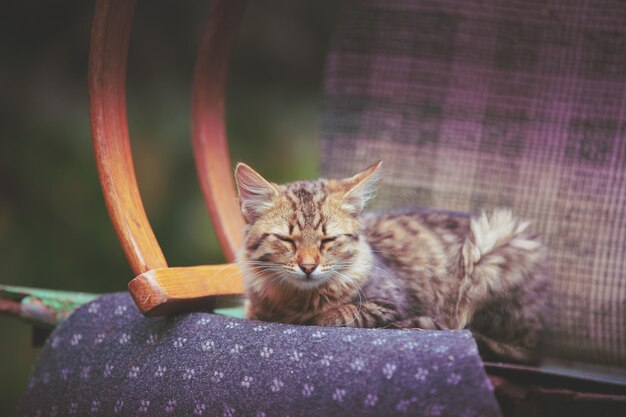 Cute siberian cat relaxing outdoorsin the garden on the old furniture