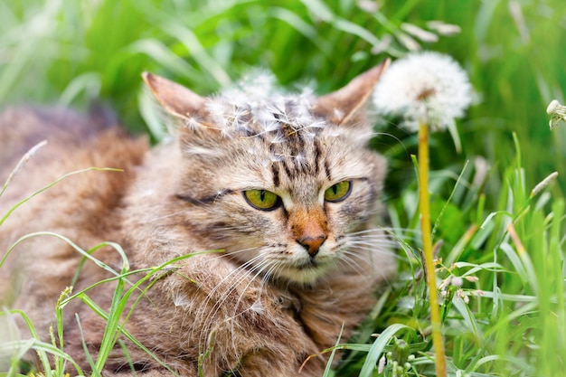 Cute siberian cat with dandelion seeds on the head walking on the grass