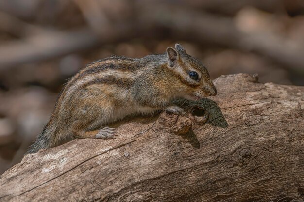 Cute Siberian chipmunk (Tamias sibiricus) on a branch.