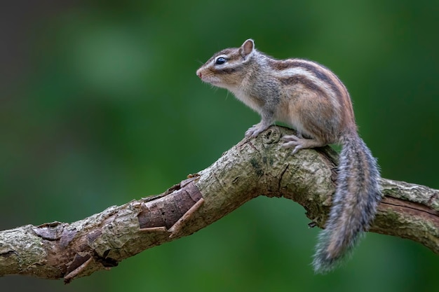 写真 枝にかわいいシベリア シマリス (tamias sibiricus)。