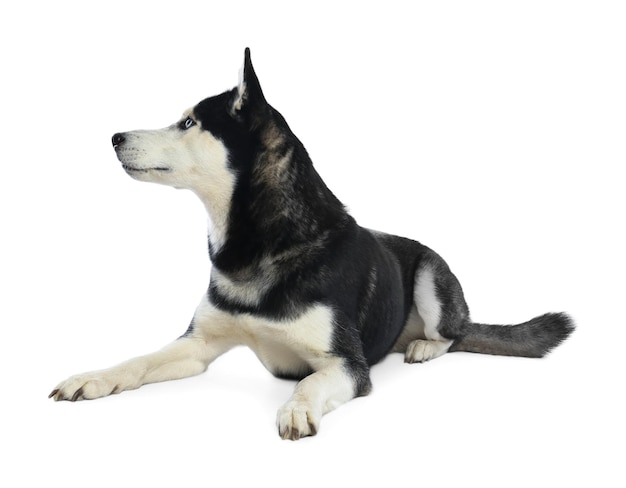 Симпатичная сибирская хаски-собака, изолированная на белом